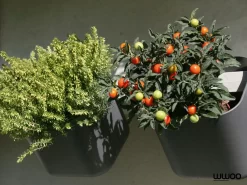 WWOO Designbeton-Outdoorküche Mauno -Küchengrill kitchen garden 2